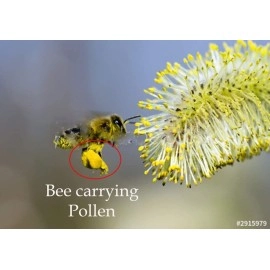 VANTATTVA-NATURE\'S GOODNESS Bee Pollen -150 Gm - Anti-oxidant and Protein Rich Natural Superfood