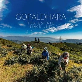 Gopaldhara Darjeeling Tea Rare Muscatel Gold 75g Tin Can - (Royal Series) FTGFOP1 Second Flush Black Tea directly from the Highest Elevation 7000 Feet