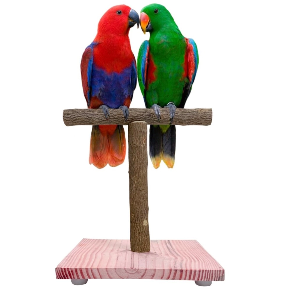 CONGO Natural Parrot Treat Premium Non-Toxic Wood T Training Stand 1Ft. for Bird (Piece of 1)