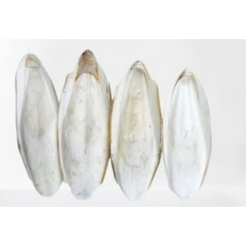 J Organics Cuttle Fish Bone for Pet Birds | Samudri Jhag | High Calcium for Finches - 100 Grams, Adult