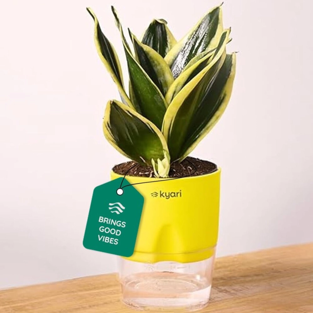 KYARI Sansevieria Golden Hahnii Snake Indoor Plants for Living Room | Live Plants | Plants with Green Self Watering Pot for Home | Air purifier plants | Plants for Home Decor