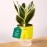 KYARI Sansevieria Golden Hahnii Snake Indoor Plants for Living Room | Live Plants | Plants with Green Self Watering Pot for Home | Air purifier plants | Plants for Home Decor