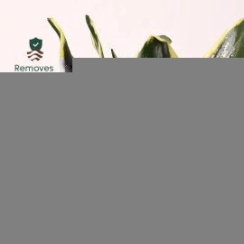 KYARI Sansevieria Golden Hahnii Snake Indoor Plants for Living Room | Live Plants | Plants with Green Self Watering Pot for Home | Air purifier plants | Plants for Home Decor