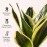 KYARI Sansevieria Golden Hahnii Snake Indoor Plants for Living Room | Live Plants | Plants with Green Self Watering Pot for Home | Air purifier plants | Plants for Home Decor