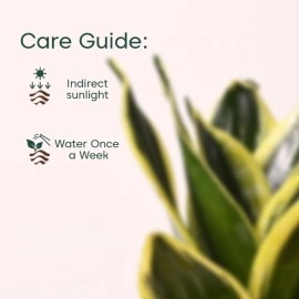 KYARI Sansevieria Golden Hahnii Snake Indoor Plants for Living Room | Live Plants | Plants with Green Self Watering Pot for Home | Air purifier plants | Plants for Home Decor