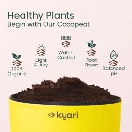 KYARI Sansevieria Golden Hahnii Snake Indoor Plants for Living Room | Live Plants | Plants with Green Self Watering Pot for Home | Air purifier plants | Plants for Home Decor