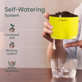 KYARI Sansevieria Golden Hahnii Snake Indoor Plants for Living Room | Live Plants | Plants with Green Self Watering Pot for Home | Air purifier plants | Plants for Home Decor