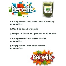 Diets Organics Kuppaimeni Powder - 100 gms | Acalypha indica | Indian nettle Powder-100G pack of 1