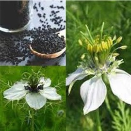 Iagrifarm Kalonji/Black Jeera/Karunjeeragam Powder - 250 gram - Good for healthy heart/Control diabetes/Control blood pressure