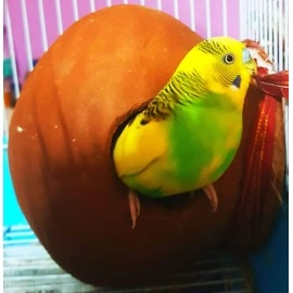 ZENRISE Clay Pot Mud House for Egg Laying and Breeding for Budgies Love Birds in Cage and Balcony (15cm, Red Brown) - Indoor, 1 Piece