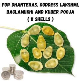 Crystal Heaven Kodi Shell Pack Of 11 Cowrie Shells - Pili Kodi Original For Diwali Pooja Decoration - Kaudi Shells For Craft (11 Piece)