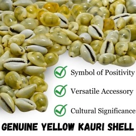 Crystal Heaven Kodi Shell Pack Of 11 Cowrie Shells - Pili Kodi Original For Diwali Pooja Decoration - Kaudi Shells For Craft (11 Piece)