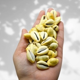 Crystal Heaven Kodi Shell Pack Of 11 Cowrie Shells - Pili Kodi Original For Diwali Pooja Decoration - Kaudi Shells For Craft (11 Piece)