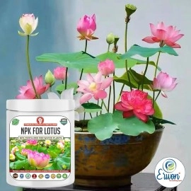 Erwon NPK for Growth and Flowering of Water Lilies and Lotus plants in Water. (200 gm)