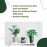 Urba Plastic Plant Cleaner and Polisher for Artificial Greenery 200 ml