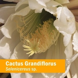 Herb Pharm Cactus Grandiflorus Extract, 1oz