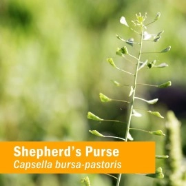 Herb Pharm Certified Organic Shepherd\'s Purse Liquid Extract, 1 Oz