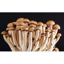 Malt Extract Agar (MEA) 56.7 grams - Great For Cultivating Mushrooms