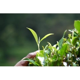 Ronnefeldt Teavelope Decaffeinated