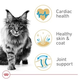 Royal Canin Maine Coon Breed Adult Dry Cat Food, 6 lb bag