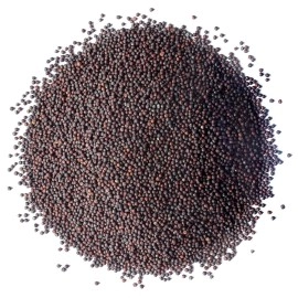 Broccoli Seeds for Sprouting, 1 Pound - Kosher, Bulk