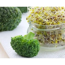 Broccoli Seeds for Sprouting, 1 Pound - Kosher, Bulk