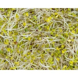 Broccoli Seeds for Sprouting, 1 Pound - Kosher, Bulk