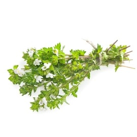 HEALTH EMBASSY Eyebright Herb Tea (Herba Euphrasiae) 100g - - 100% Natural