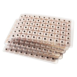 Dragon Acupuncture Ear Seeds - Pack of 600 Counts Refill