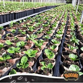 Yaucono Ground Coffee Bagged, 8 Ounce (Pack of 1)