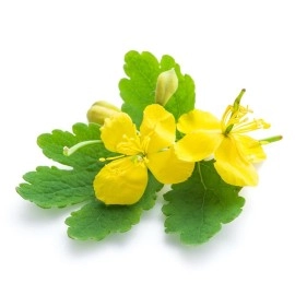 Biokoma Pure and Natural Celandine Dried Herb 50g (1.76oz) in Resealable Moisture Proof Pouch