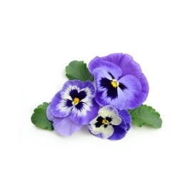 Biokoma 100% Pure and Natural Heartsease - Wild Pansy Dried Herb 50g (1.76oz) in Resealable Moisture Proof Pouch