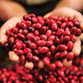 Green Mountain Coffee Roasters Wild Mountain Blueberry, Ground Coffee, Flavored Light Roast, Bagged 12 oz