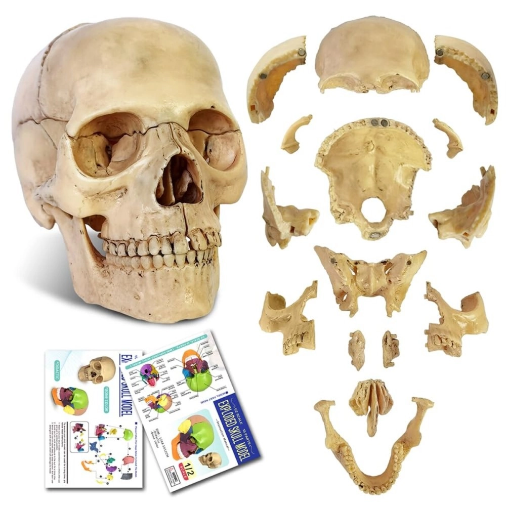 New Horizon 2023 Newest Anatomy Exploded Skull Model,Human Medical Skull Model Dental ClinicTeaching Equipment,Medical Teaching Learning