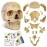 New Horizon 2023 Newest Anatomy Exploded Skull Model,Human Medical Skull Model Dental ClinicTeaching Equipment,Medical Teaching Learning