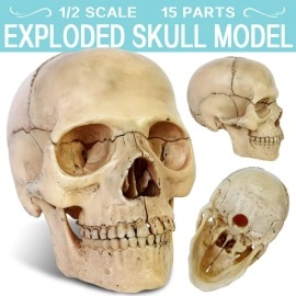 New Horizon 2023 Newest Anatomy Exploded Skull Model,Human Medical Skull Model Dental ClinicTeaching Equipment,Medical Teaching Learning