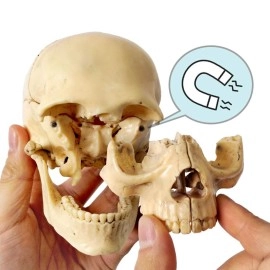 New Horizon 2023 Newest Anatomy Exploded Skull Model,Human Medical Skull Model Dental ClinicTeaching Equipment,Medical Teaching Learning
