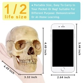 New Horizon 2023 Newest Anatomy Exploded Skull Model,Human Medical Skull Model Dental ClinicTeaching Equipment,Medical Teaching Learning
