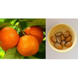 JEB FOODS African Bitter Kola Nuts, bitter kola retro garcinia - obi abata cola nut (8oz)