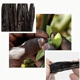 GREEN VANILLA 10 Madagascar Beans-Whole Pods Grade A for Extract And Homemade Baking 4\'\'-6\'\'(Pack of 1)