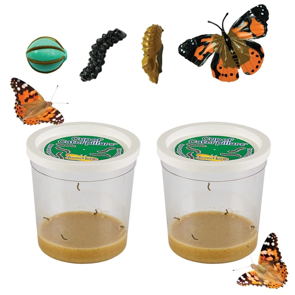 Insect Lore Two Cups of Live Caterpillars with Butterfly Life Cycle Figurines | Butterfly Habitat or Kit Refill | Painted Lady Butterflies