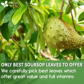 FRESHDRINKUS 120+ Premium Soursop Graviola Dried Leaves, 120-130 Natural Leaves, Whole Soursop Leaves, Wildcrafted, Graviola, Soursop, Hoja Guanabana, Soursop Loose Leaf Herbal Tea, No Gluten, Vegan
