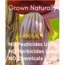 Blue Orchid Organic Banana Blossom Powder - Sun Dried Blossom Flowers - Womens Health Caffeine Free Herbal Drink 4 OZ