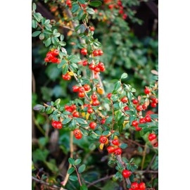 Naturegrail Bearberry Leaves (Kinnikinnick) - Cut, Dried Arctostaphylos Uva-ursi Leaves - Net Weight:1.5oz/43g