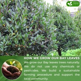 FRESHDRINKUS 40 Bay Leaf Tea Bags, 100% Natural & Pure from Bay Leaves. Loose Leaf Bay Herbal Tea. Bay Leaf Tea. No Sugar, No Caffeine, No Gluten, Vegan.